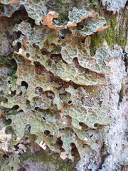 Lobaria pulmonaria