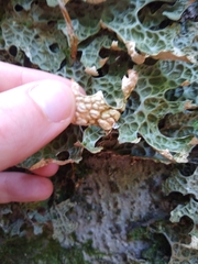Lobaria pulmonaria