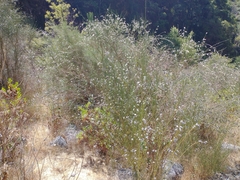 Cytisus striatus image