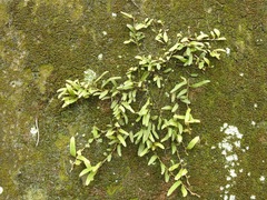 Pyrrosia linearifolia