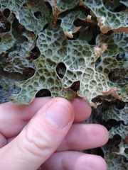Lobaria pulmonaria
