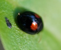Argopistes coccinelliformis