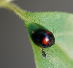 Argopistes coccinelliformis