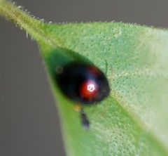 Argopistes coccinelliformis