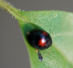 Argopistes coccinelliformis