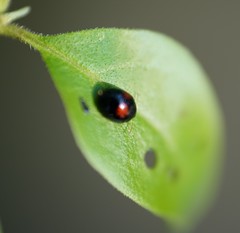 Argopistes coccinelliformis