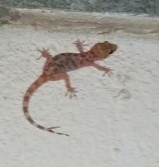 Hemidactylus turcicus