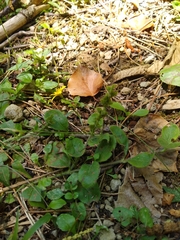 Veronica officinalis