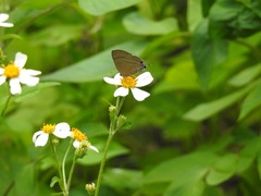 Rapala varuna formosana