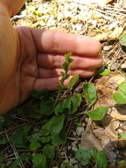 Veronica officinalis