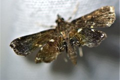 Undulambia polystichalis