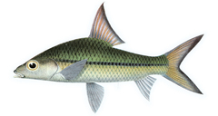 Redfin River Barb photo 3