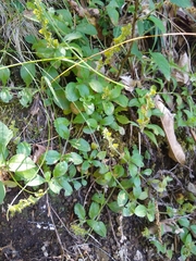 Veronica officinalis