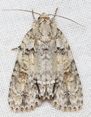 Acronicta exilis