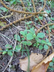 Veronica officinalis