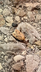 Agonopterix robiniella