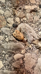 Agonopterix robiniella