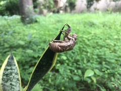 Cryptotympana atrata