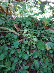 Veronica officinalis