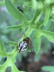 Zygogramma piceicollis