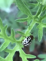 Zygogramma piceicollis