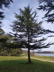 Cedrus libani