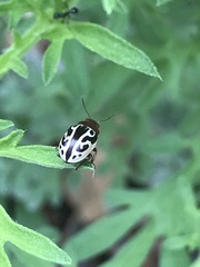 Zygogramma piceicollis