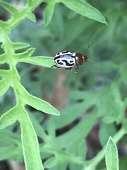 Zygogramma piceicollis