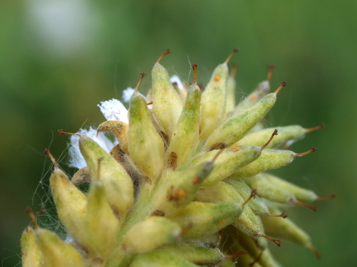 Image of Salix waldsteiniana by (c) Wolfgang Jauch, some rights reserved (CC BY)