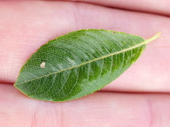 Salix waldsteiniana