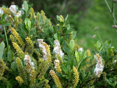 Salix waldsteiniana