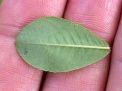 Salix waldsteiniana