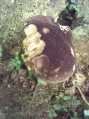 Tylopilus formosus