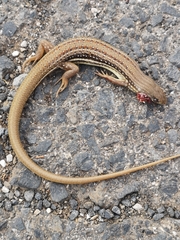 Eumeces schneiderii