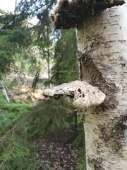 Fomitopsis betulina