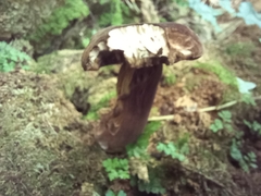 Tylopilus formosus