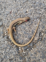 Eumeces schneiderii