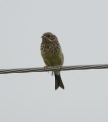 Emberiza citrinella