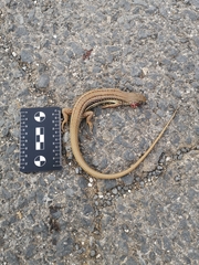 Eumeces schneiderii