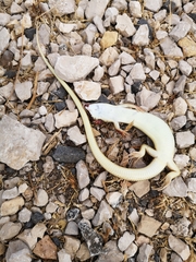 Eumeces schneiderii