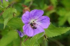 Andrena bicolor
