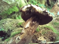 Tylopilus formosus