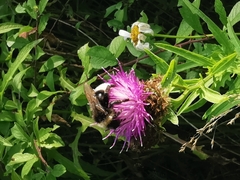 Bombus vestalis