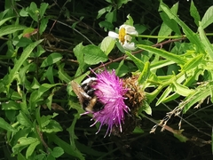 Bombus vestalis