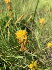 Narthecium ossifragum