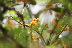 Phoradendron quadrangulare