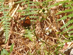 Lycaena phlaeas phlaeoides