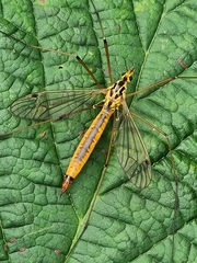 Nephrotoma cornicina