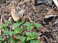 Lycaena phlaeas phlaeoides