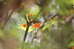 Phoradendron quadrangulare